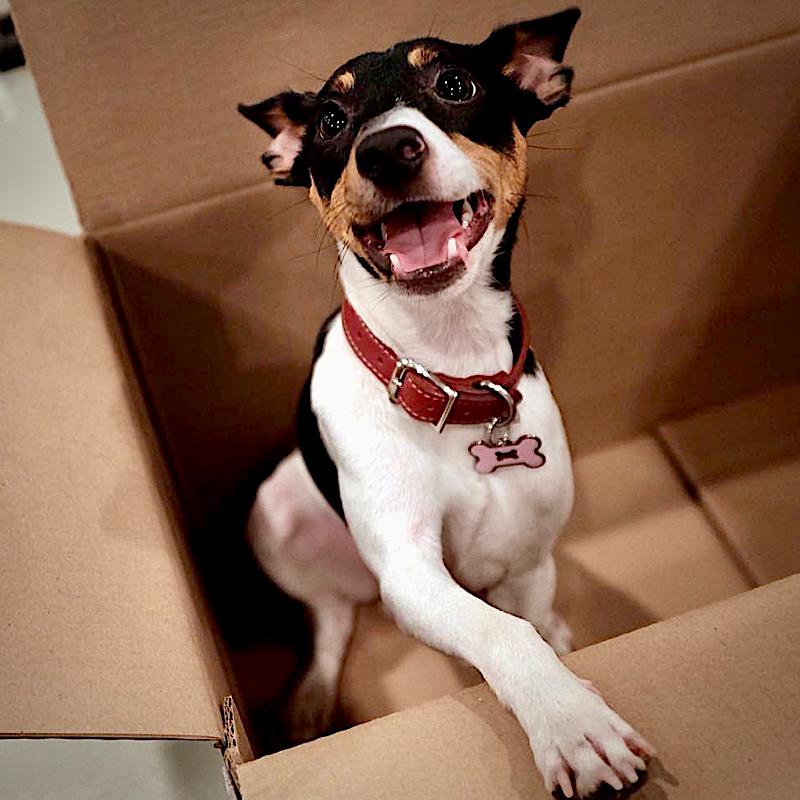 Bulba (FL), Adoptable, Adult Male Rat Terrier.