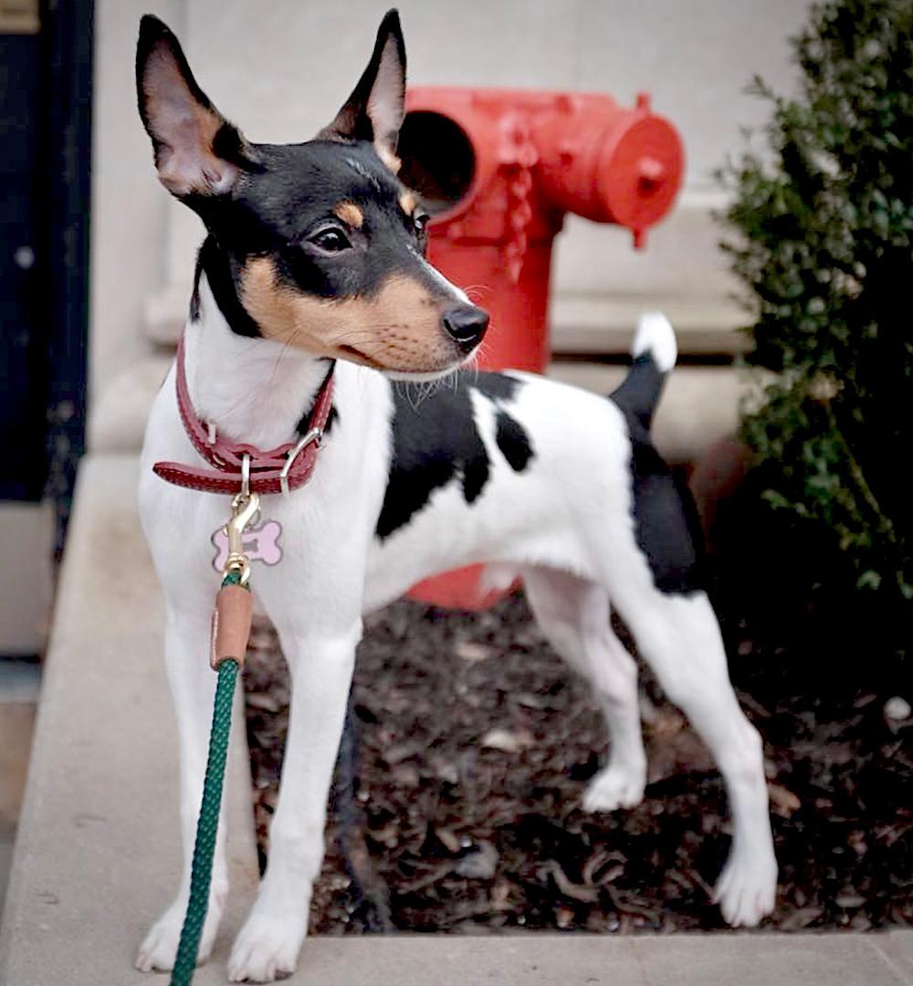 Bulba (FL), a Adoptable Rat Terrier in Atlanta, GA image 2/3