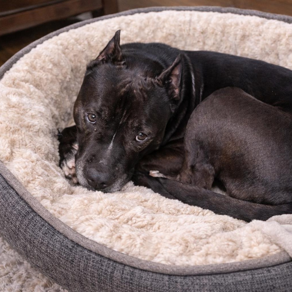 Enlarge Bruce – Smart, Handsome and Loves to Cuddle!! (Fostered in Claremont, NH), a Adoptable mixed breed in Columbus, OH image 2/4