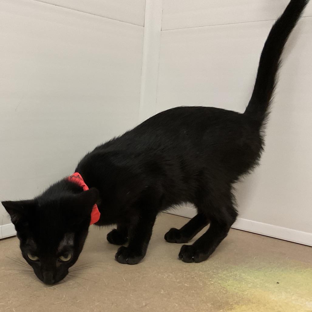 Enlarge Saphi, a Adoptable Domestic Short Hair in Monroe, LA image 1/2