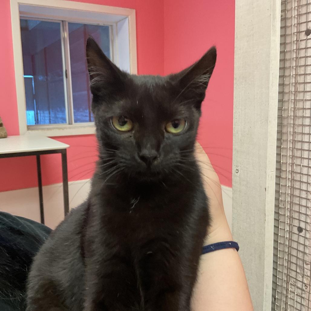 Enlarge Saphi, a Adoptable Domestic Short Hair in Monroe, LA image 2/2