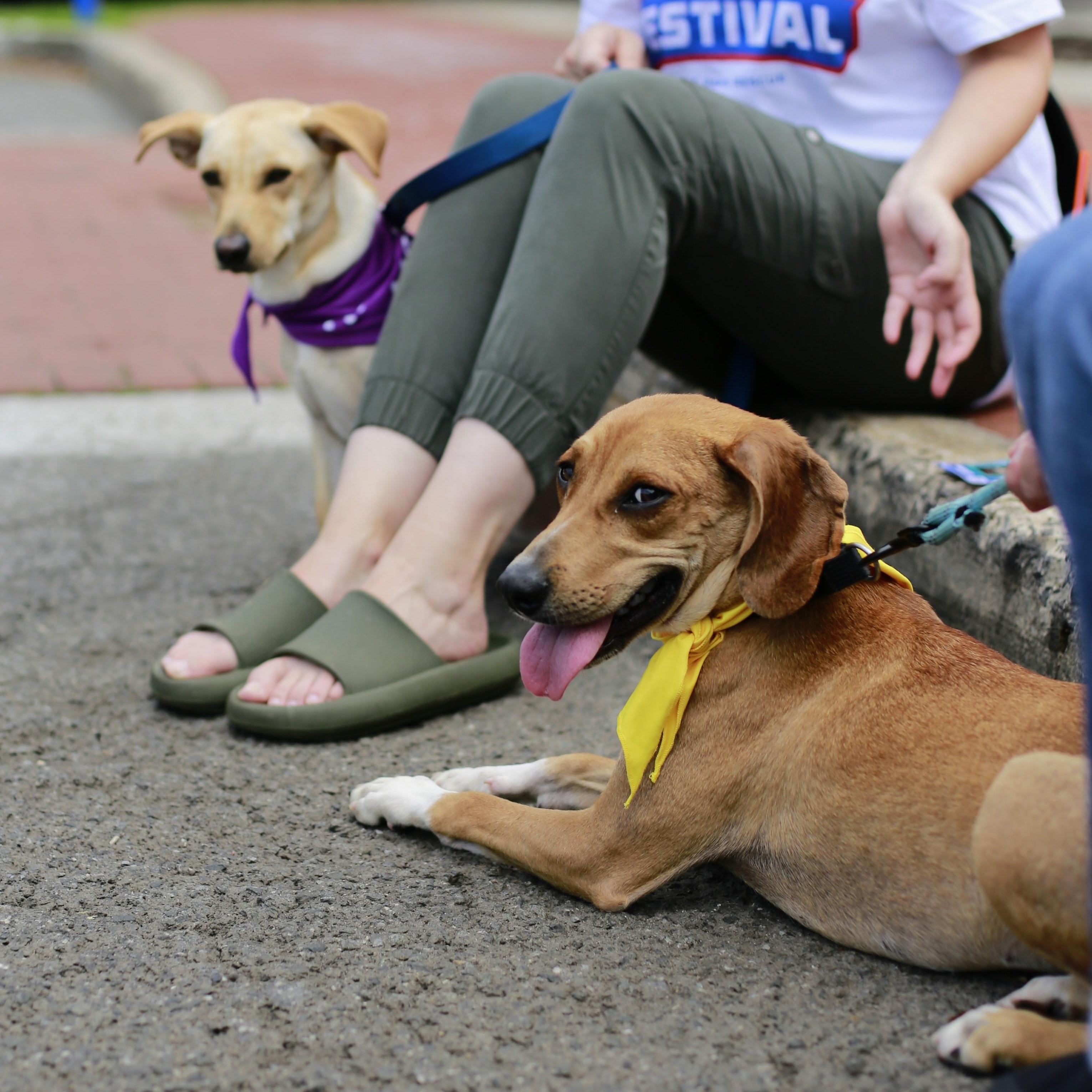 Copper, a Adoptable mixed breed in Yonkers, NY image 5/6