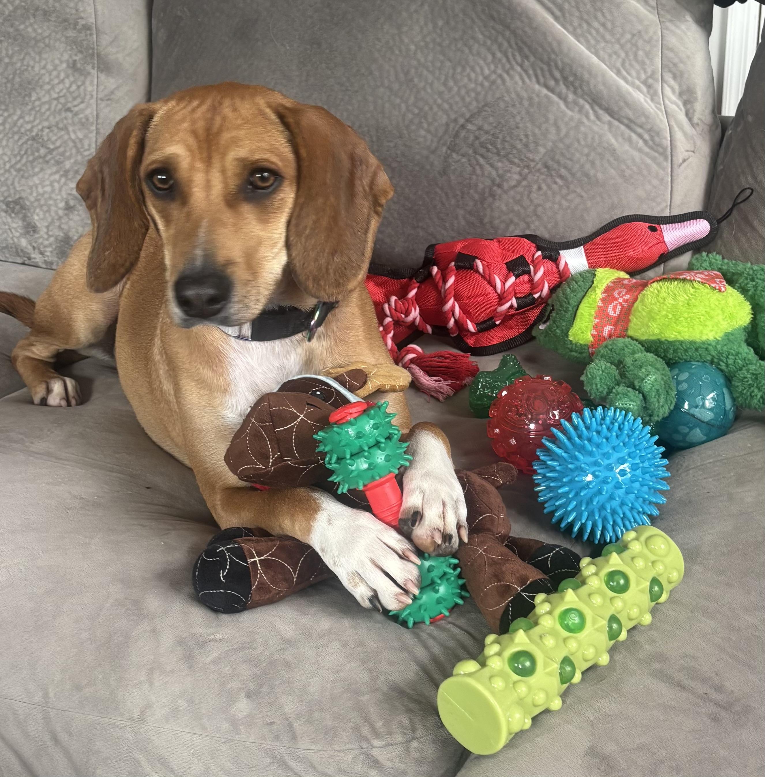 Enlarge Copper, a Adoptable mixed breed in Yonkers, NY image 2/6