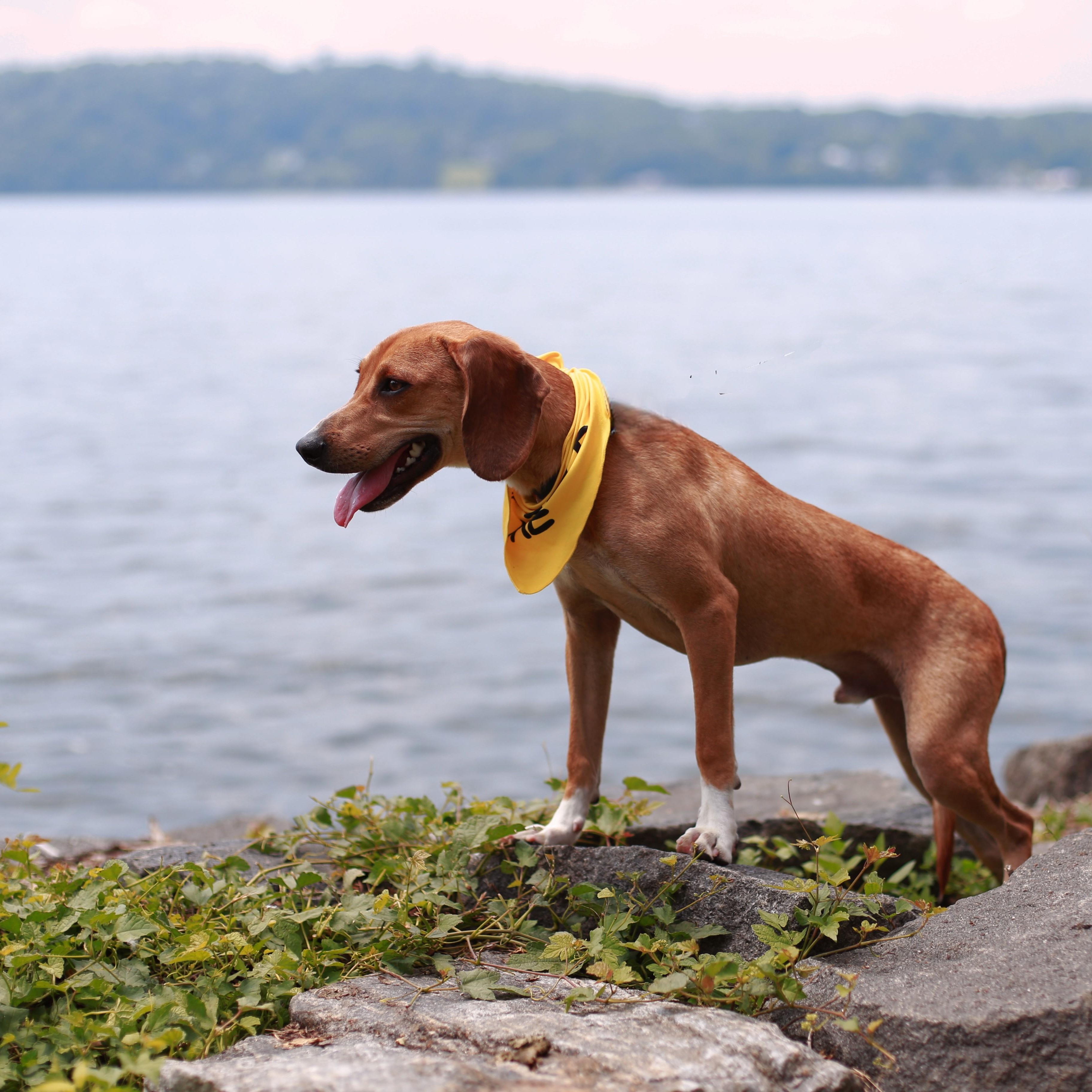 Copper, a Adoptable mixed breed in Yonkers, NY image 2/6