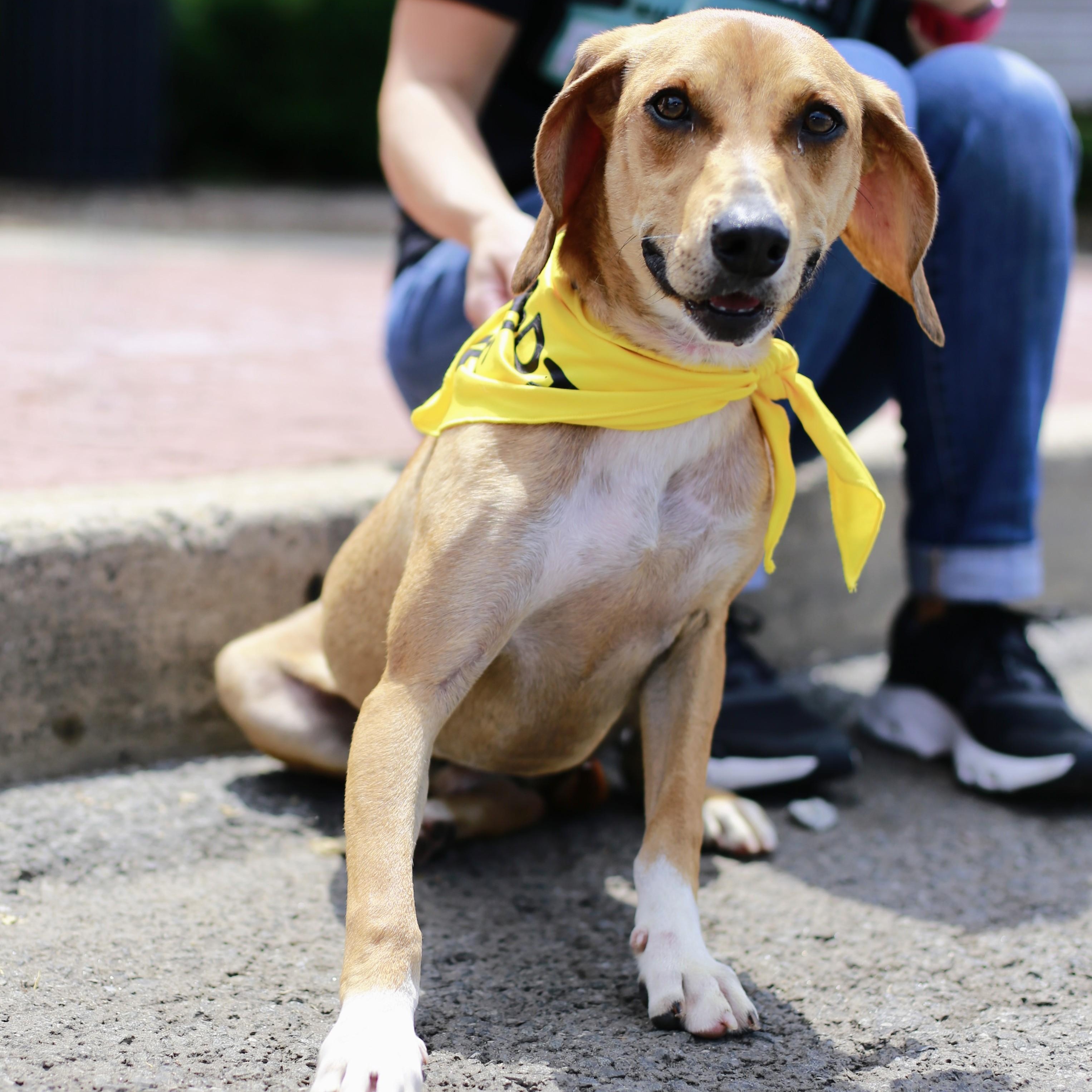 Copper, a Adoptable mixed breed in Yonkers, NY image 1/6