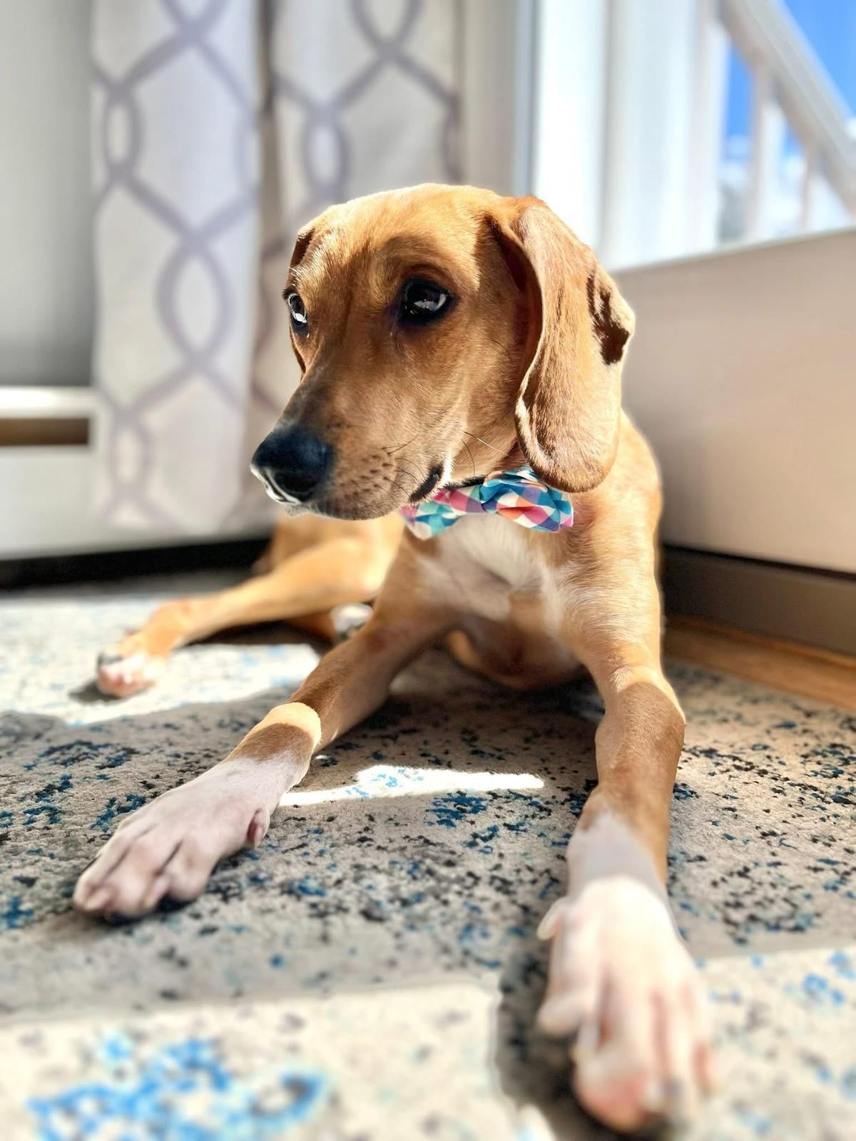 Copper, a Adoptable mixed breed in Yonkers, NY image 3/6