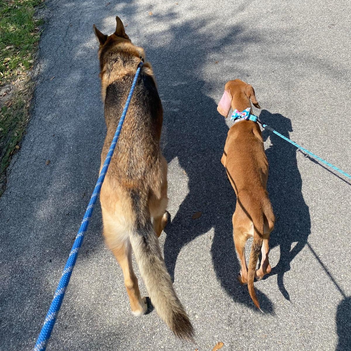 Copper, a Adoptable mixed breed in Yonkers, NY image 6/6