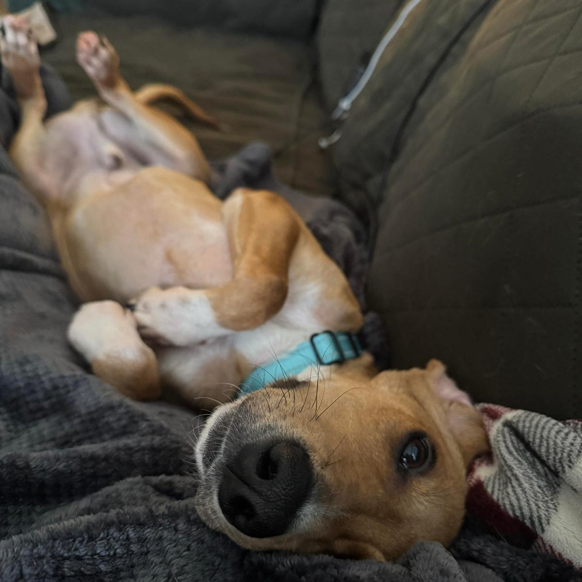 Copper, a Adoptable mixed breed in Yonkers, NY image 4/6