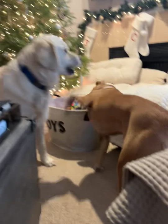 Enlarge Copper, a Adoptable mixed breed in Yonkers, NY video 5/6