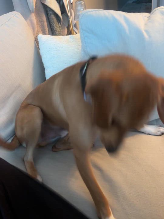 Enlarge Copper, a Adoptable mixed breed in Yonkers, NY video 6/6