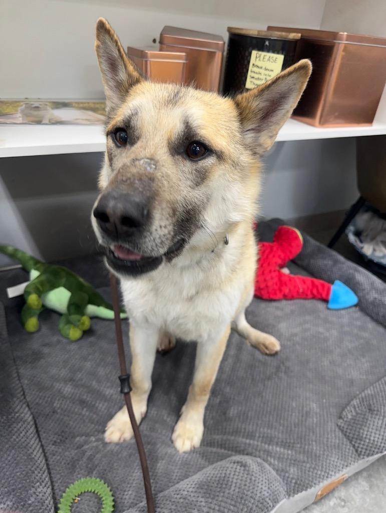 Ashley, a Adoptable mixed breed in Yellowknife, NT image 1/2