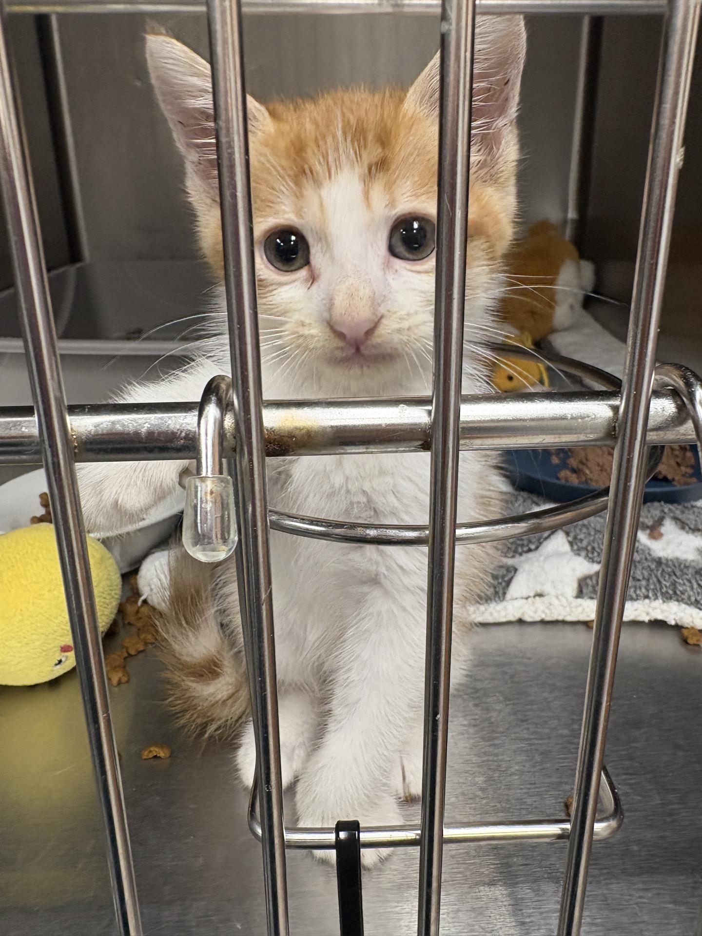 Nemo, Adopted, Young Male Domestic Short Hair.