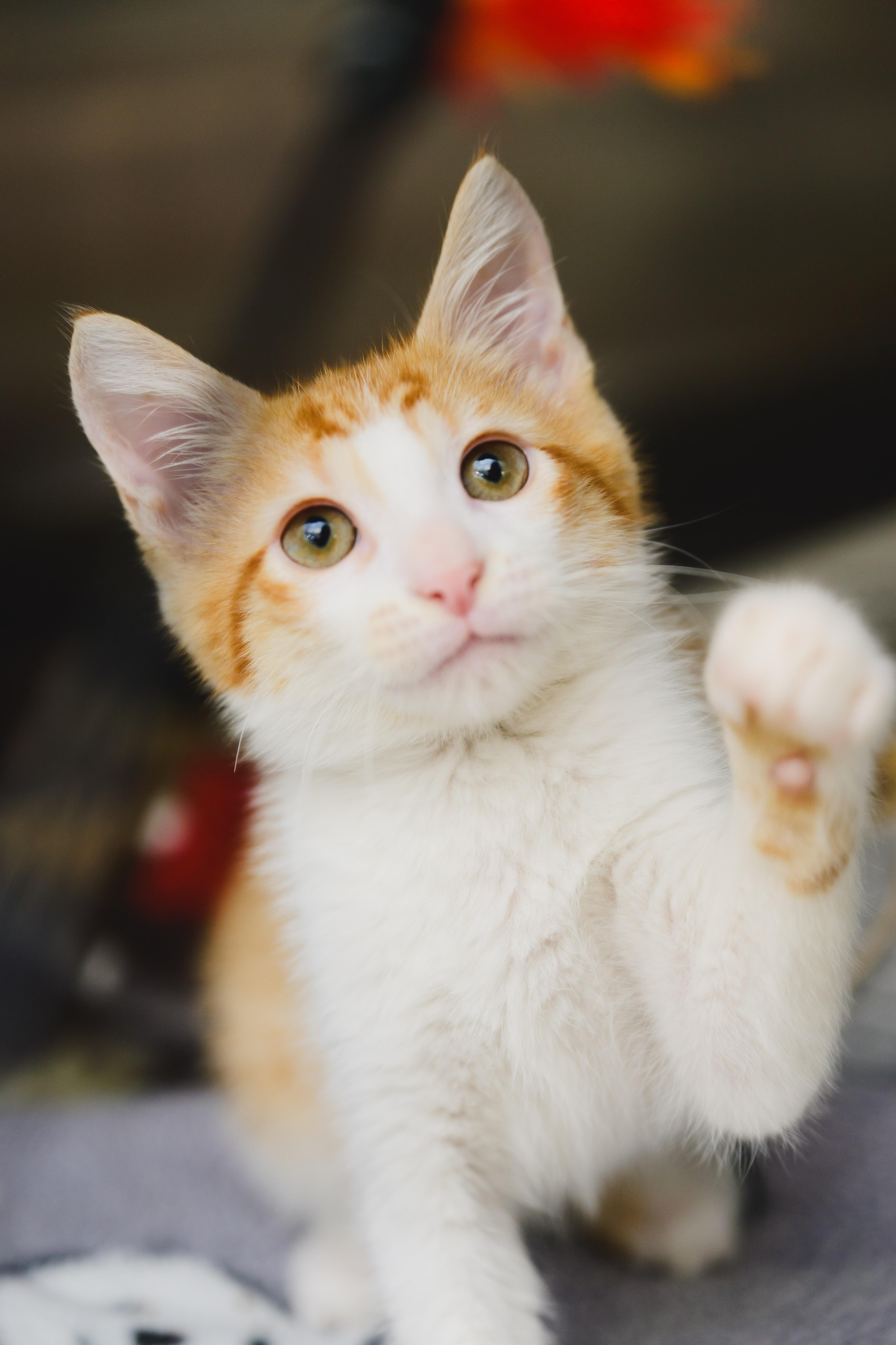 Enlarge Nemo, a Adopted Domestic Short Hair in Honolulu, HI image 2/6