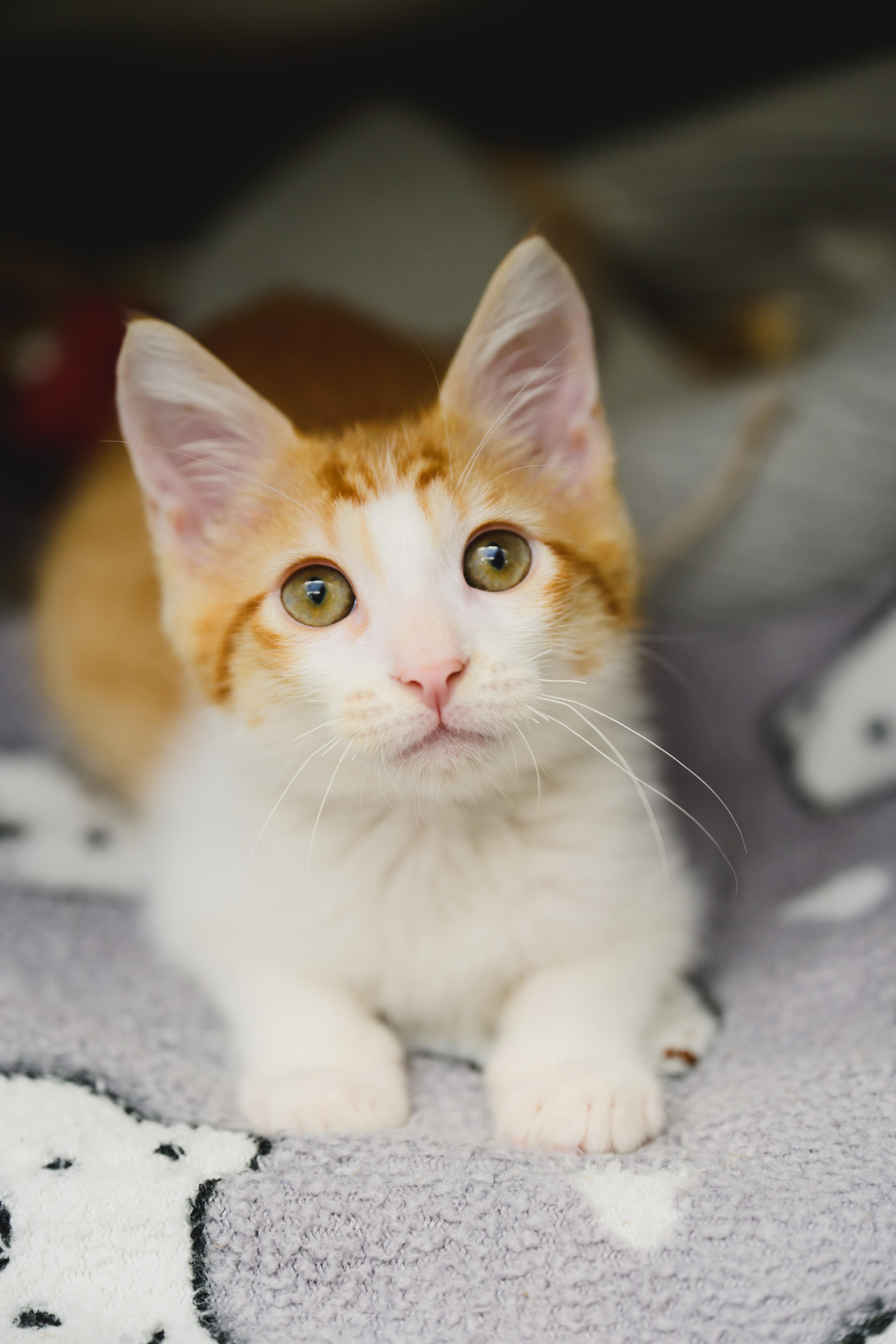 Enlarge Nemo, a Adopted Domestic Short Hair in Honolulu, HI image 3/6