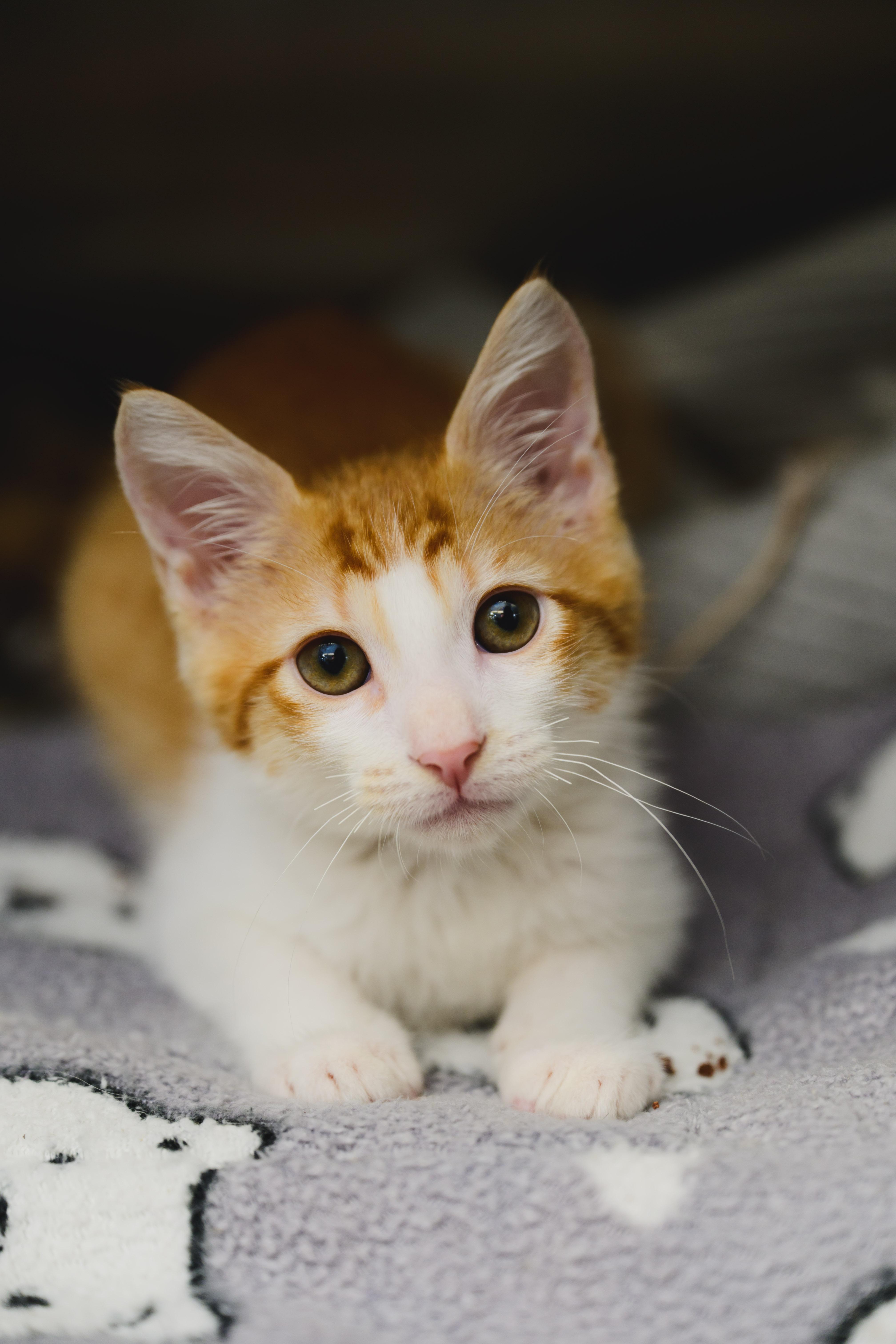 Enlarge Nemo, a Adopted Domestic Short Hair in Honolulu, HI image 4/6