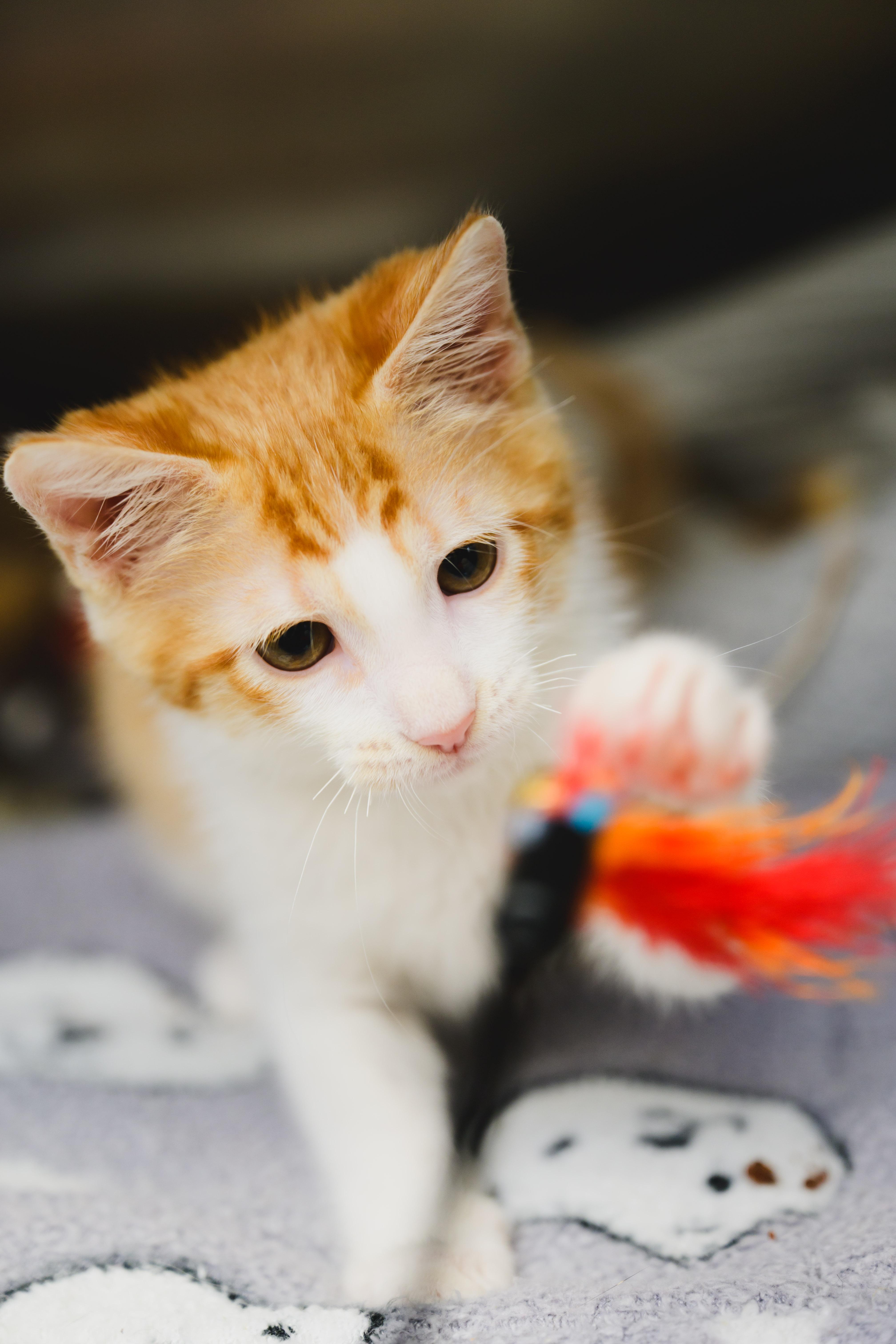 Enlarge Nemo, a Adopted Domestic Short Hair in Honolulu, HI image 5/6