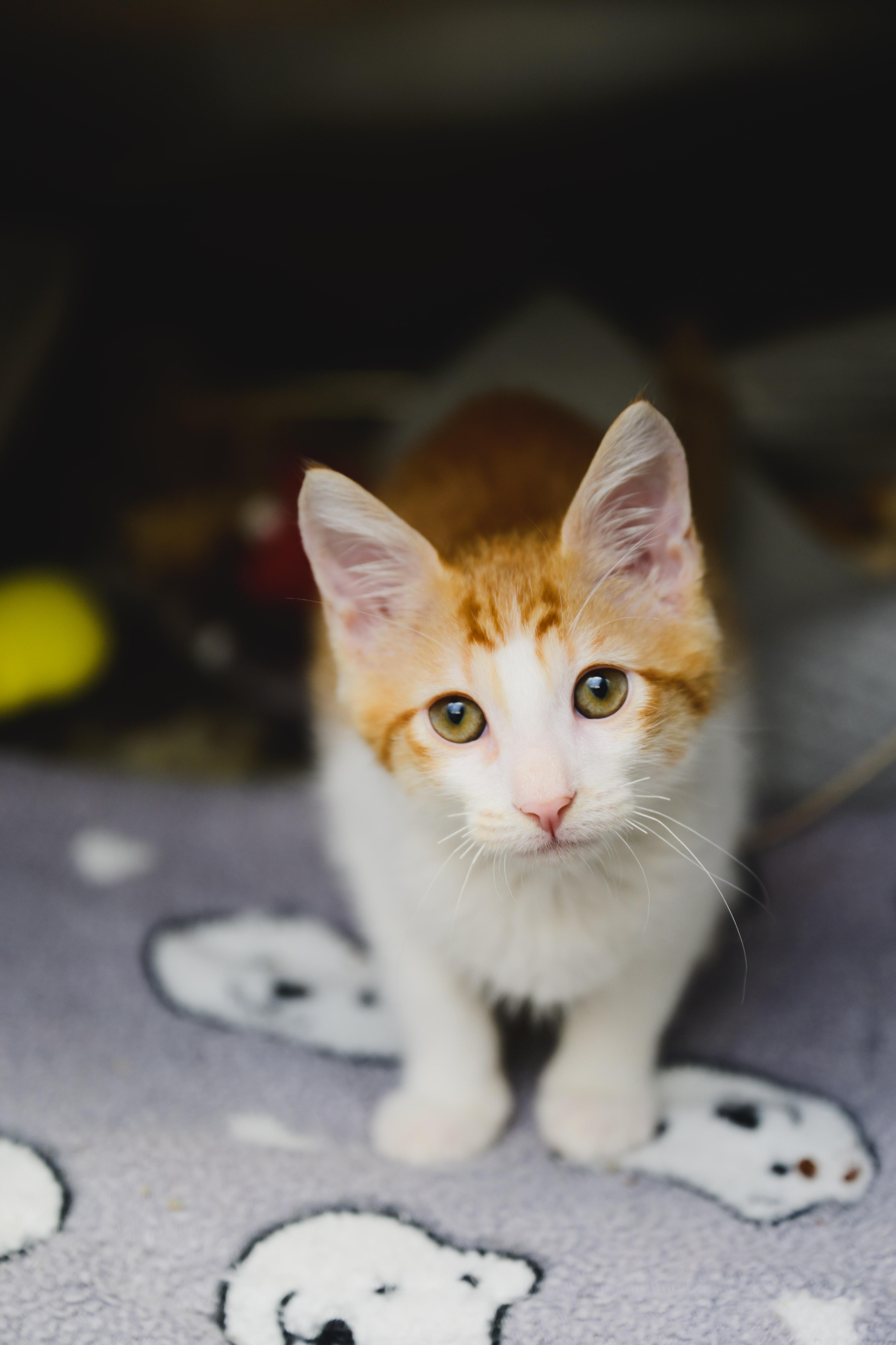 Enlarge Nemo, a Adopted Domestic Short Hair in Honolulu, HI image 6/6