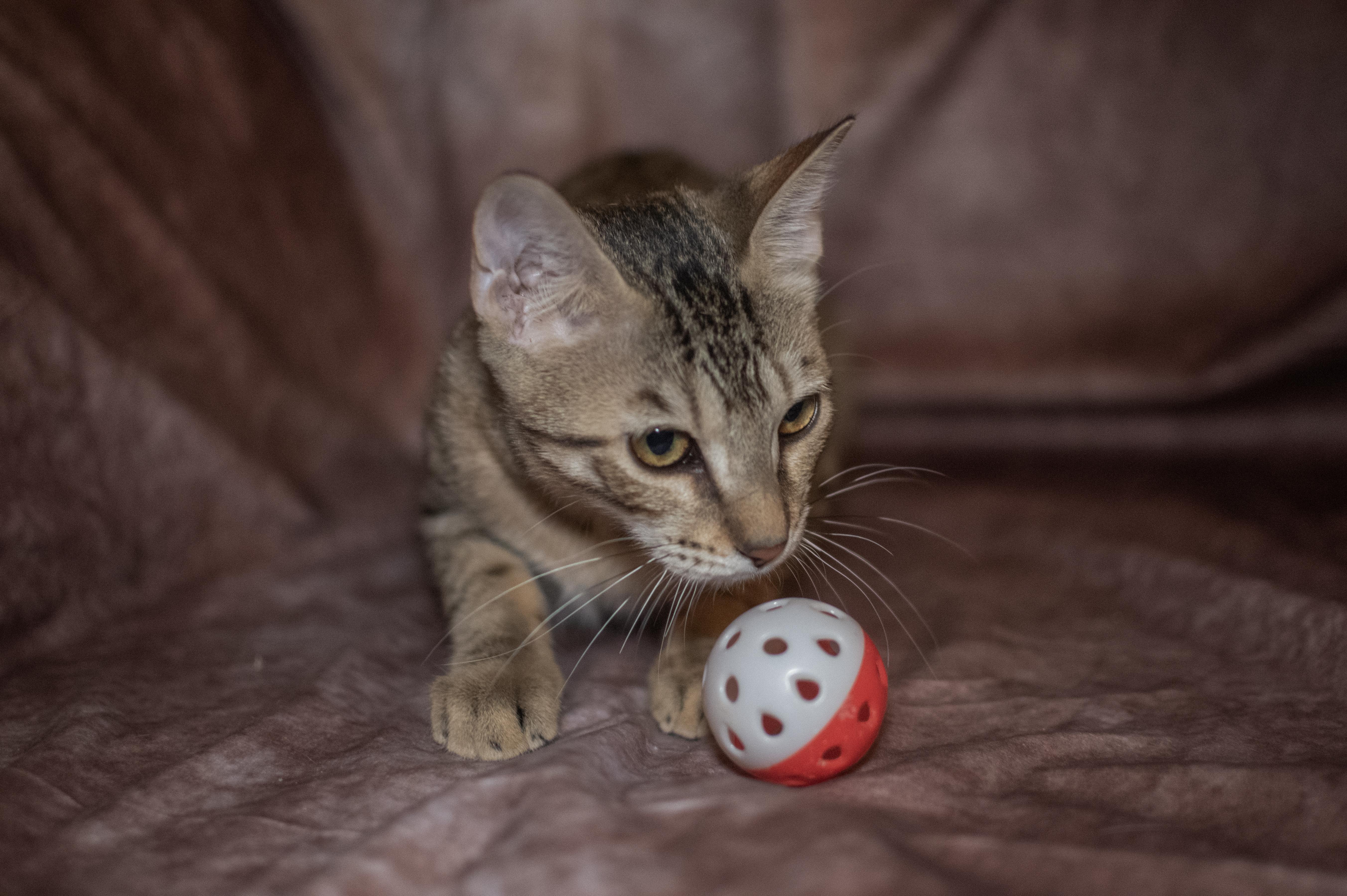 Gabby, a Adoptable Domestic Short Hair in Weehawken, NJ image 1/4