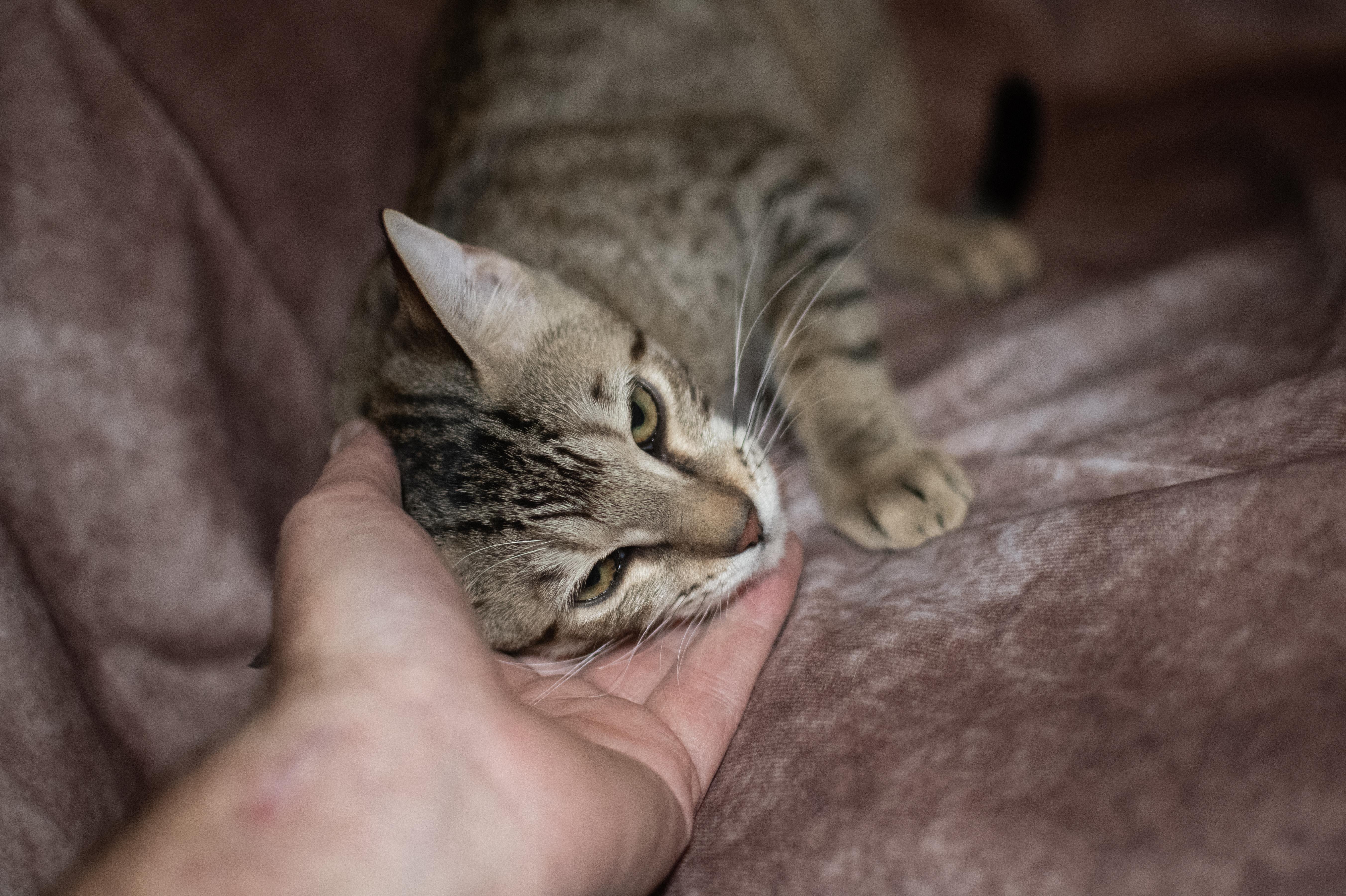 Gabby, a Adoptable Domestic Short Hair in Weehawken, NJ image 2/4