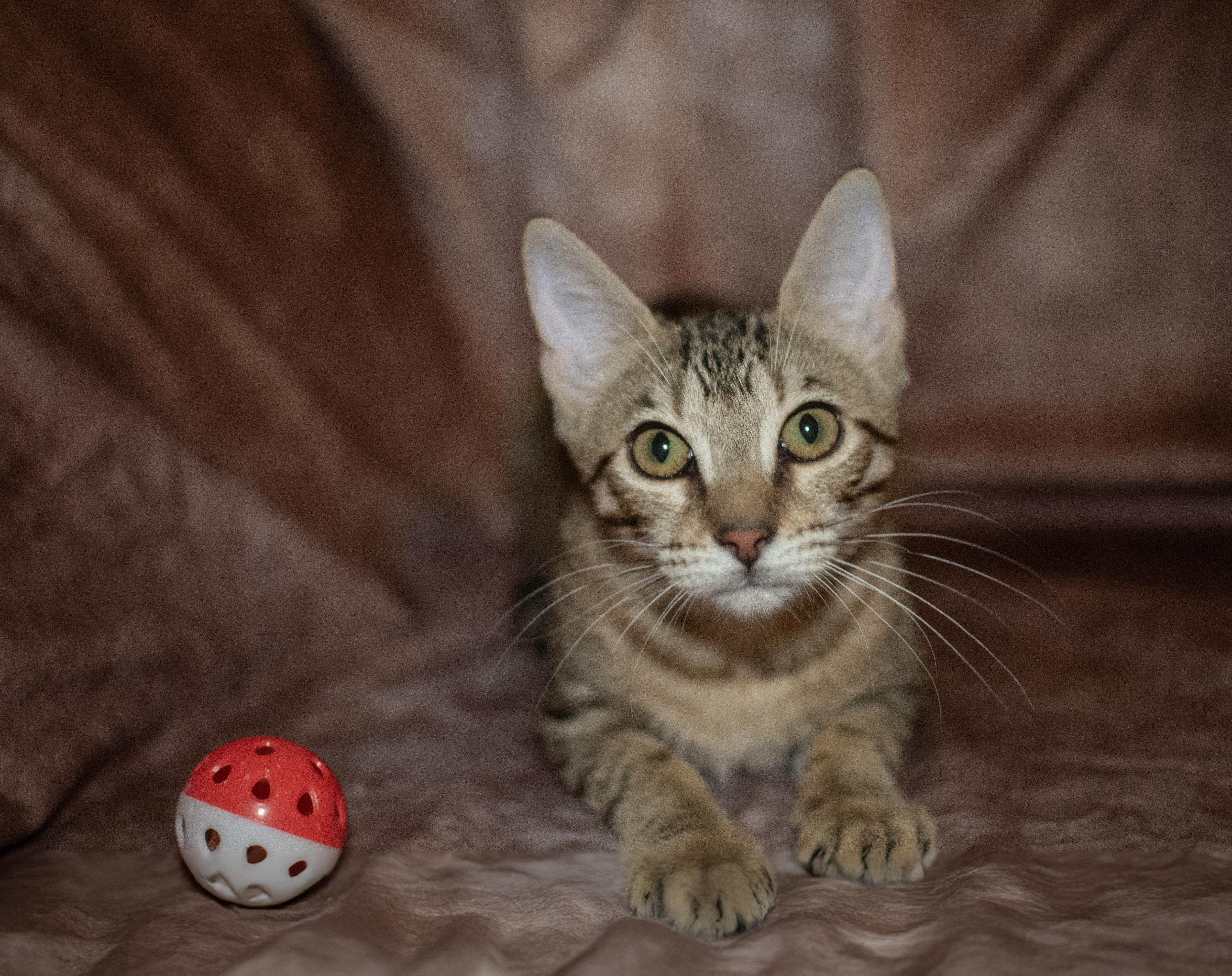 Gabby, a Adoptable Domestic Short Hair in Weehawken, NJ image 3/4