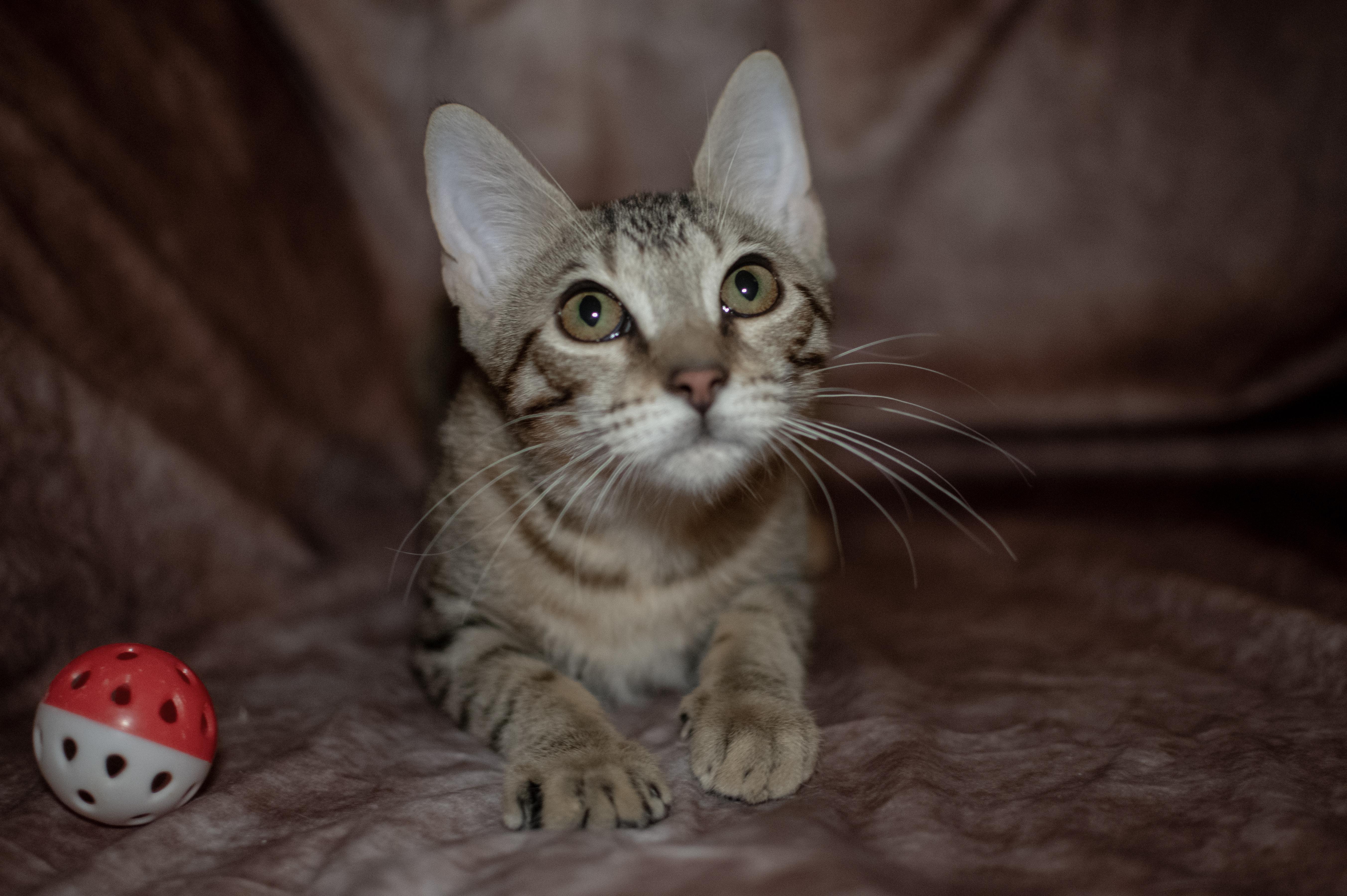 Gabby, a Adoptable Domestic Short Hair in Weehawken, NJ image 4/4