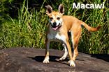 Macawi, Adoptable, Young Female Mixed Breed.
