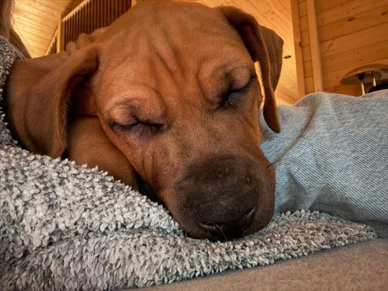 Vic, an adoptable mixed breed in Bancroft, ON image 4/5