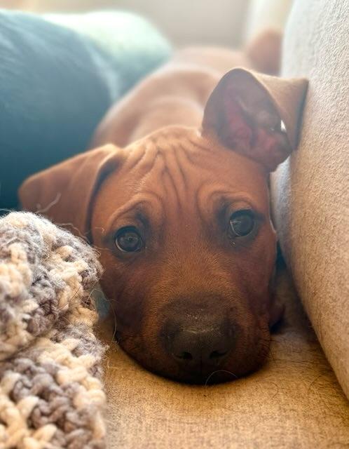 Vic, an adoptable mixed breed in Bancroft, ON image 1/5