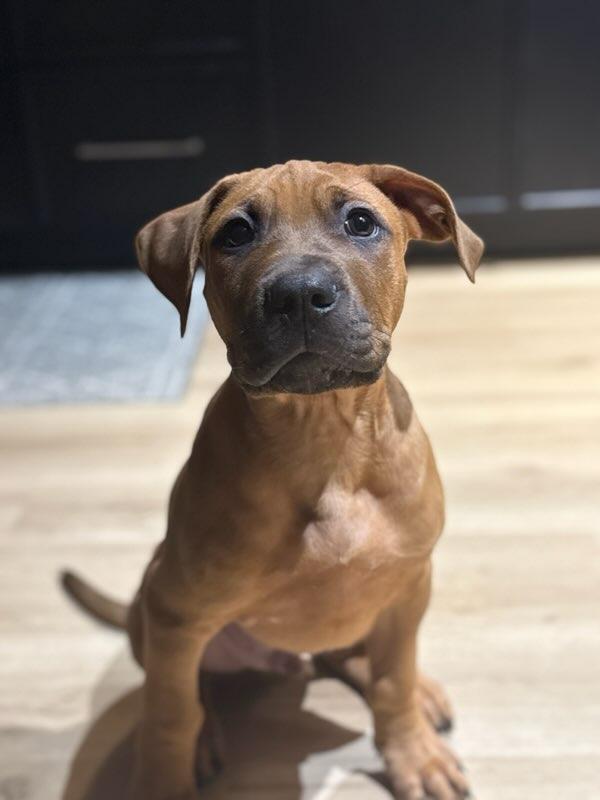 Vic, an adoptable mixed breed in Bancroft, ON image 5/5