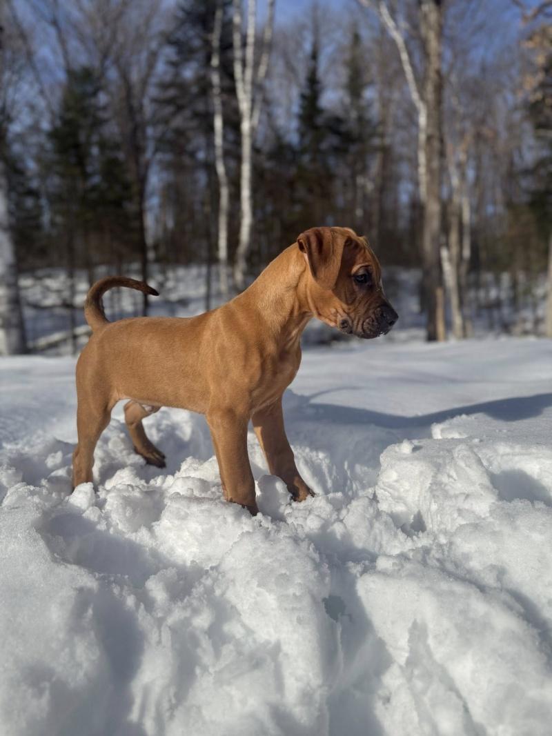 Vic, an adoptable mixed breed in Bancroft, ON image 3/5
