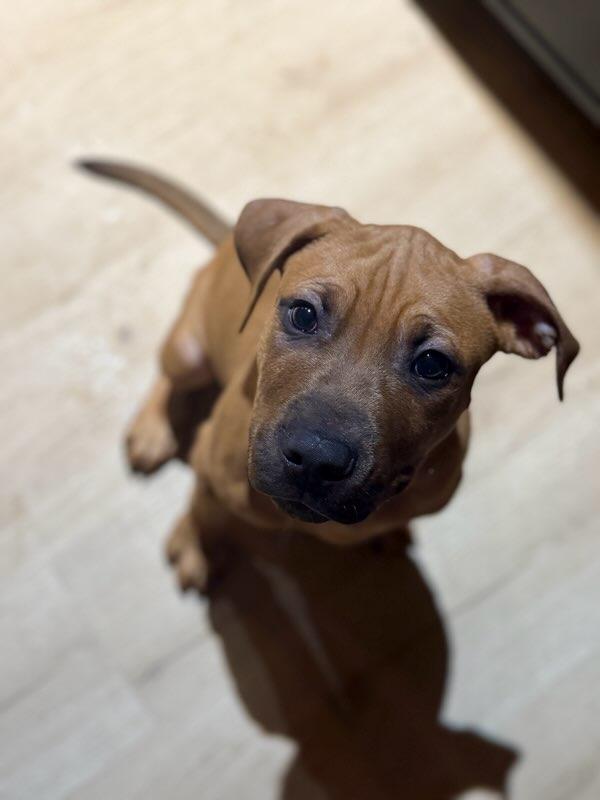 Vic, an adoptable mixed breed in Bancroft, ON image 2/5