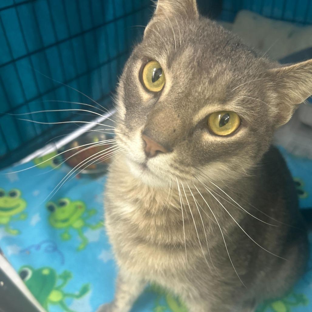 Enlarge Bip, a Adoptable Domestic Short Hair in Oak Hill, WV image 1/1