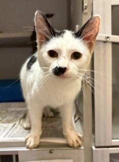 Enlarge Talula, a Adopted Domestic Short Hair in Mason City, IA image 1/1