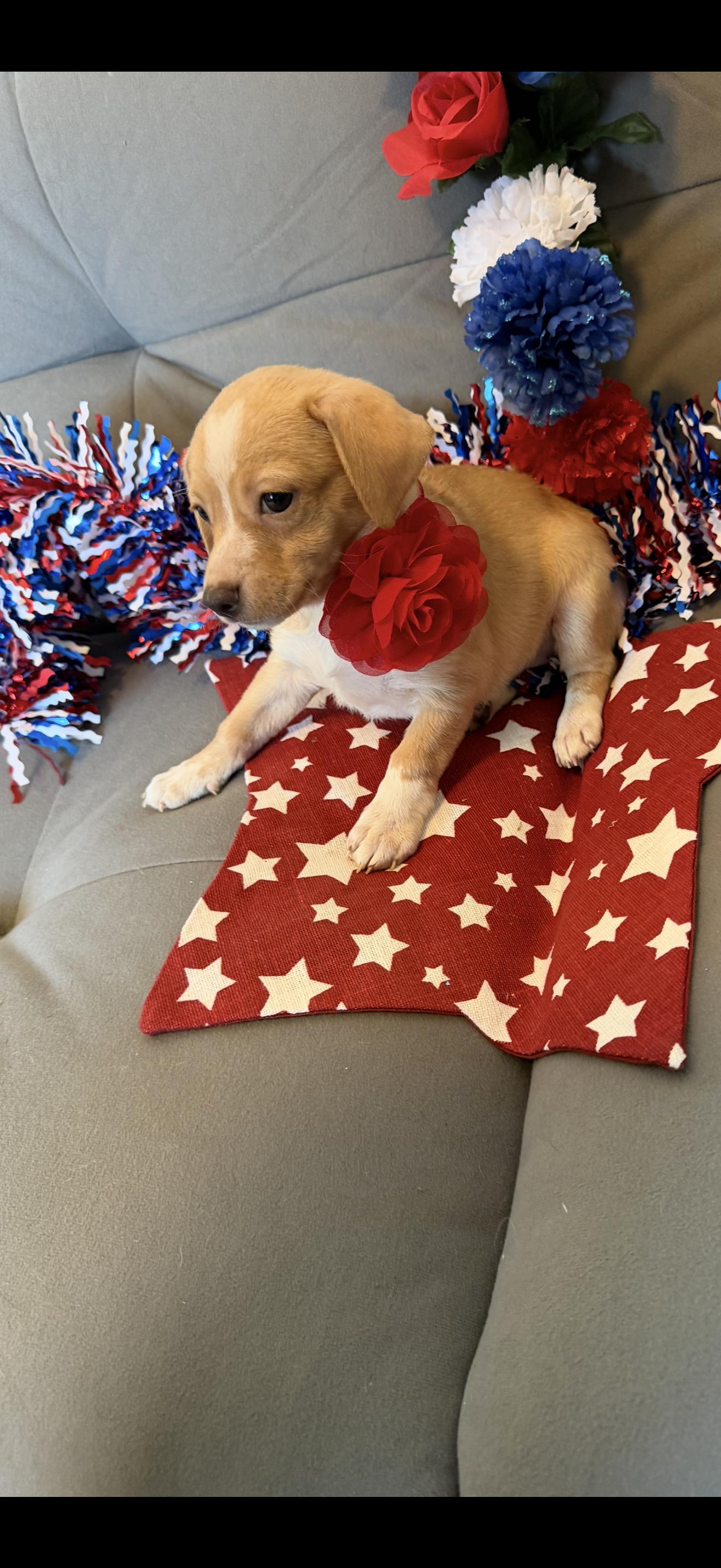 America, ADOPTABLE, Puppy Female Boston Terrier & Chihuahua.