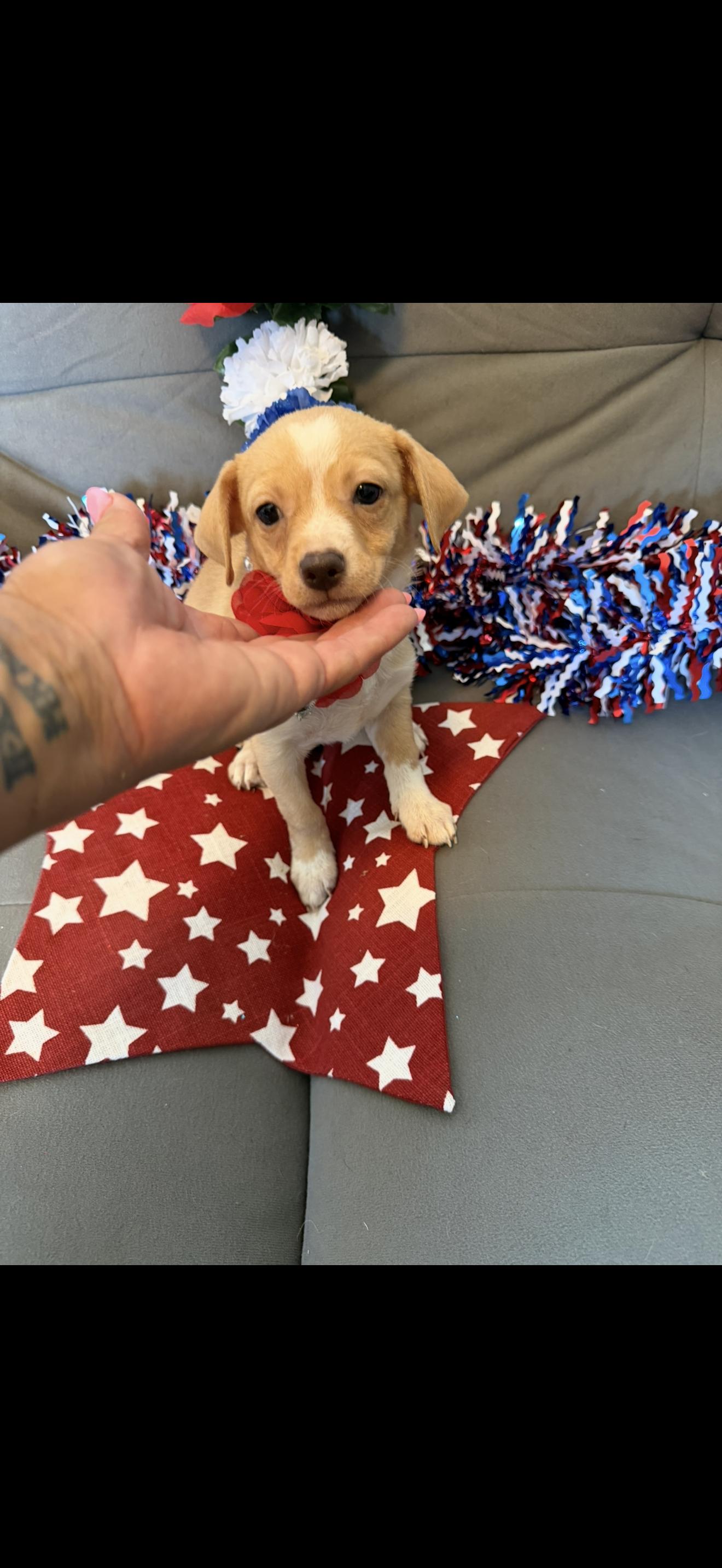 America, a ADOPTABLE mixed breed in Cottonwood, CA image 5/5