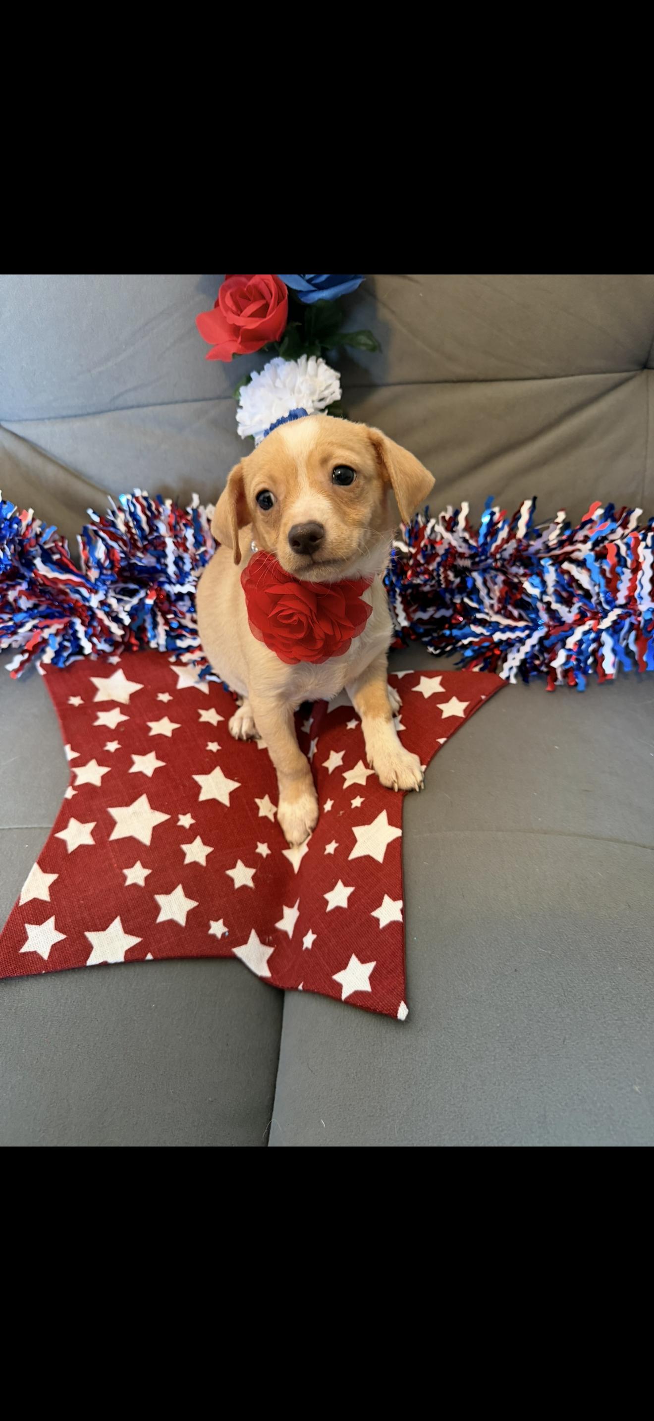 America, a ADOPTABLE mixed breed in Cottonwood, CA image 2/5