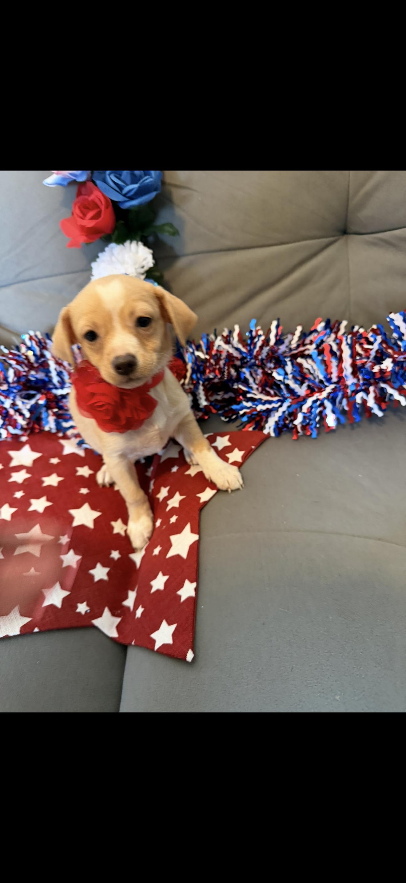 America, a ADOPTABLE mixed breed in Cottonwood, CA image 3/5