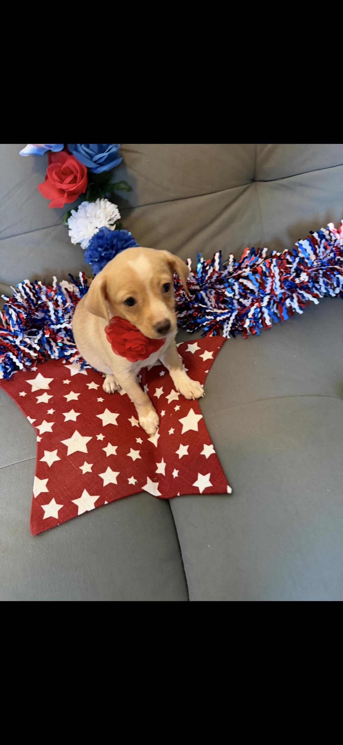 America, a ADOPTABLE mixed breed in Cottonwood, CA image 4/5