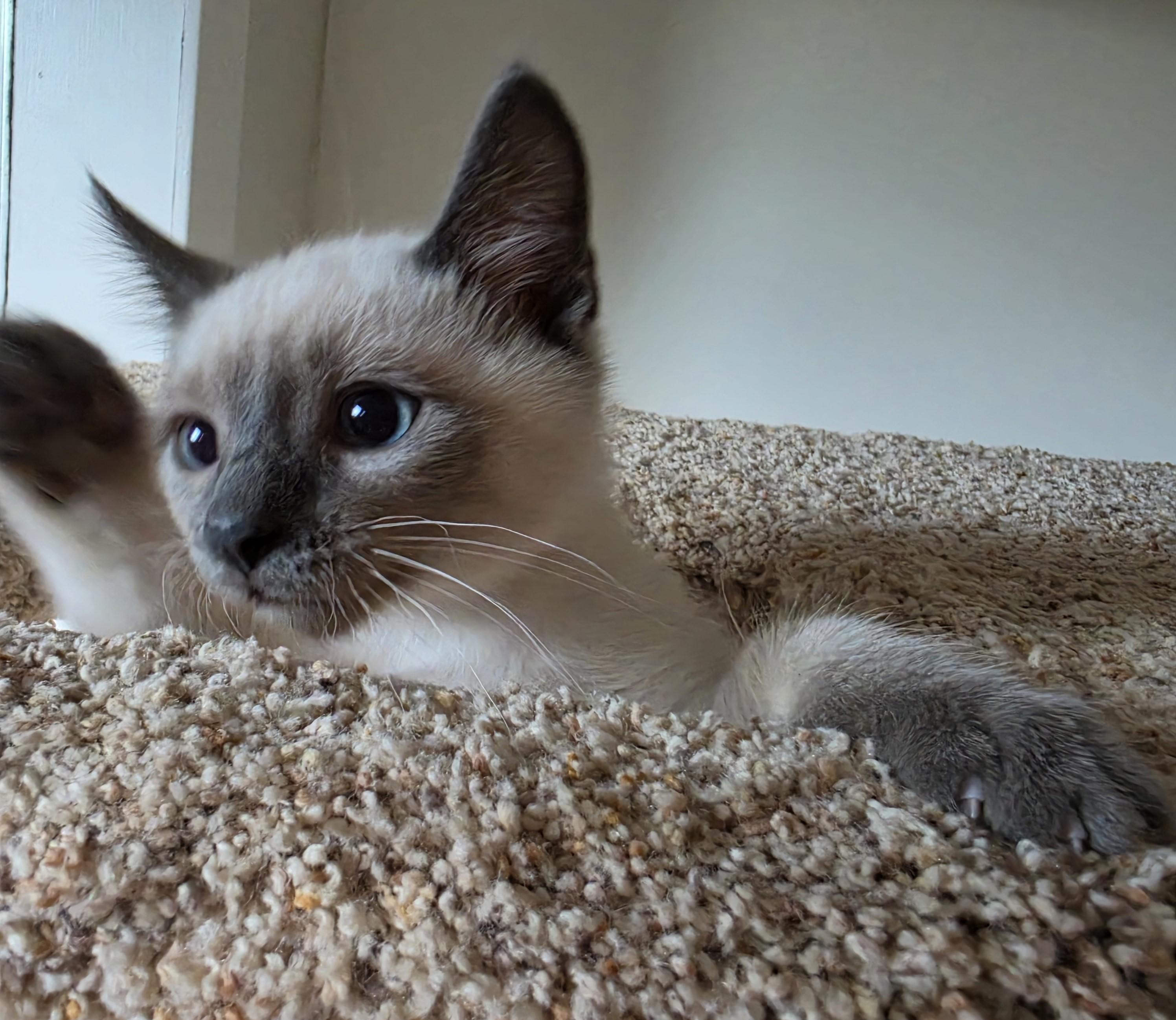 Enlarge Marshmallow, an adopted Domestic Short Hair in Saanichton, BC image 2/2