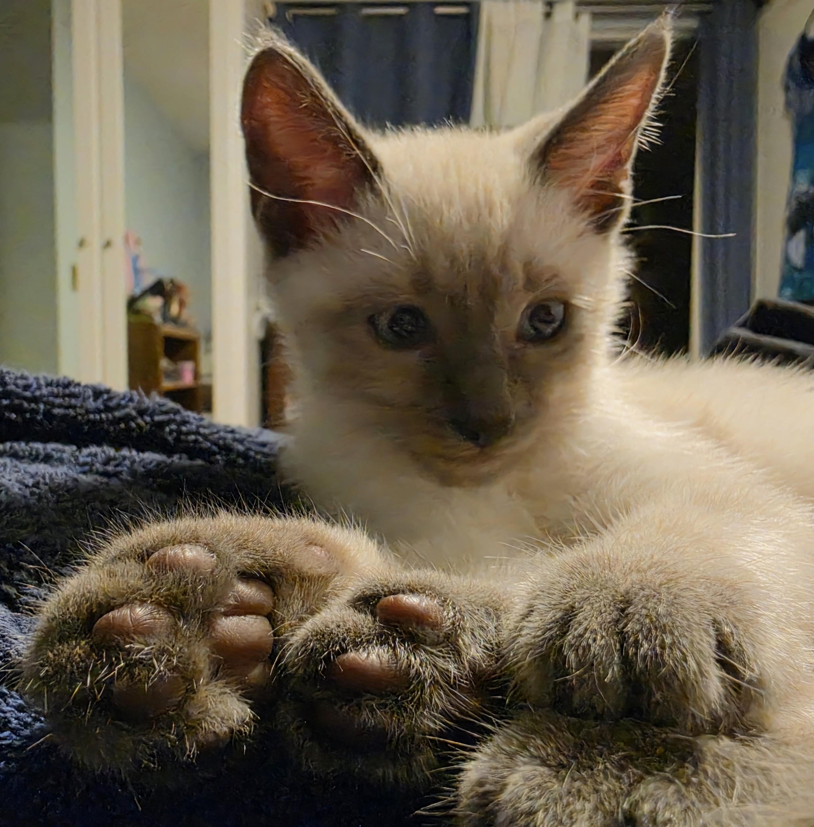 Marshmallow, adopted, Kitten Male Domestic Short Hair.