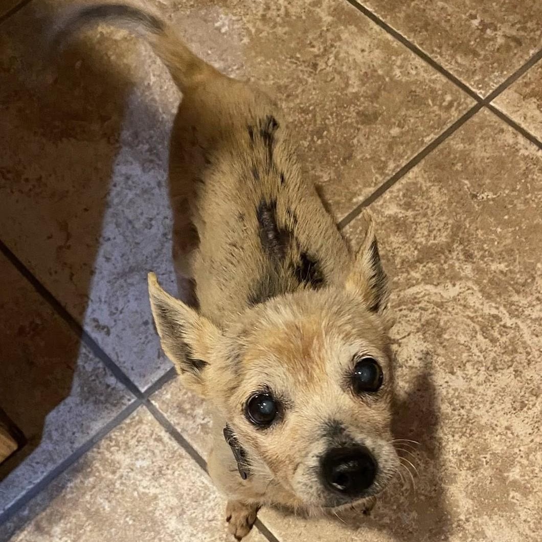 Enlarge BENJAMIN , an adoptable Chihuahua in Marana, AZ image 5/5