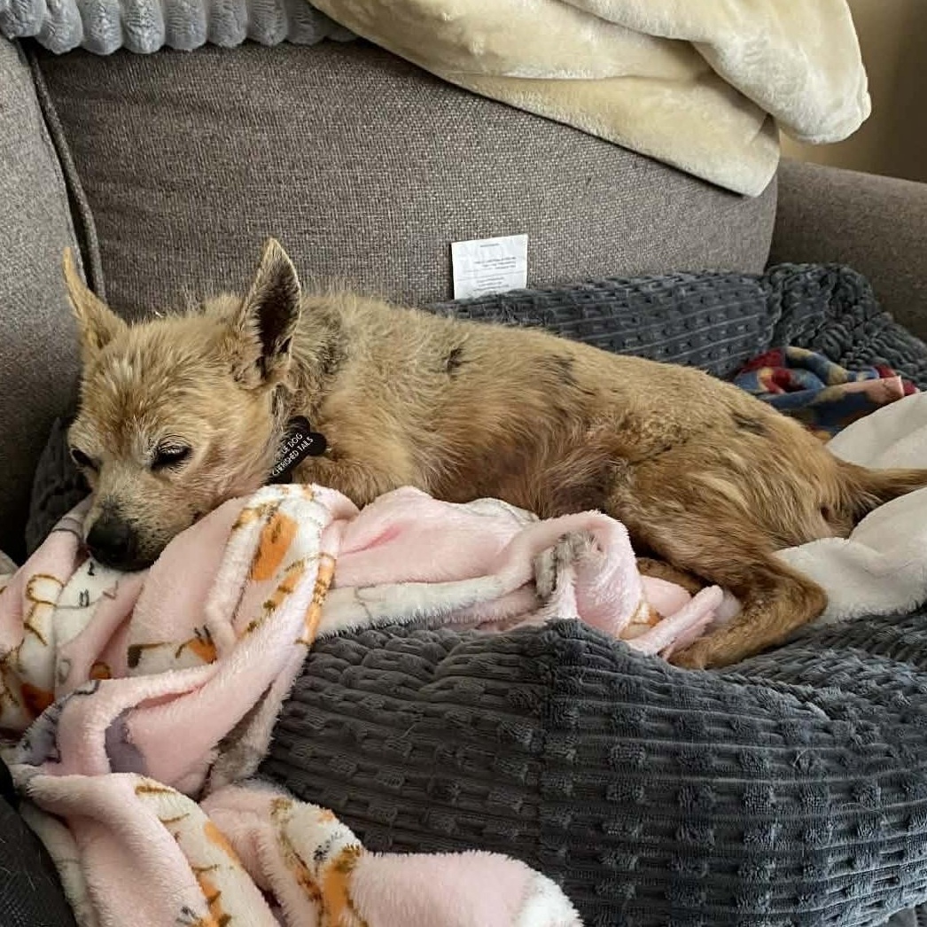 Enlarge BENJAMIN , an adoptable Chihuahua in Marana, AZ image 3/5