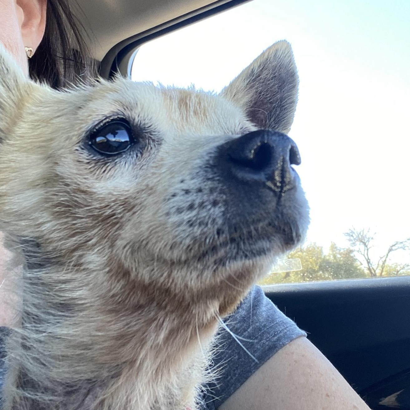 Enlarge BENJAMIN , an adoptable Chihuahua in Marana, AZ image 4/5