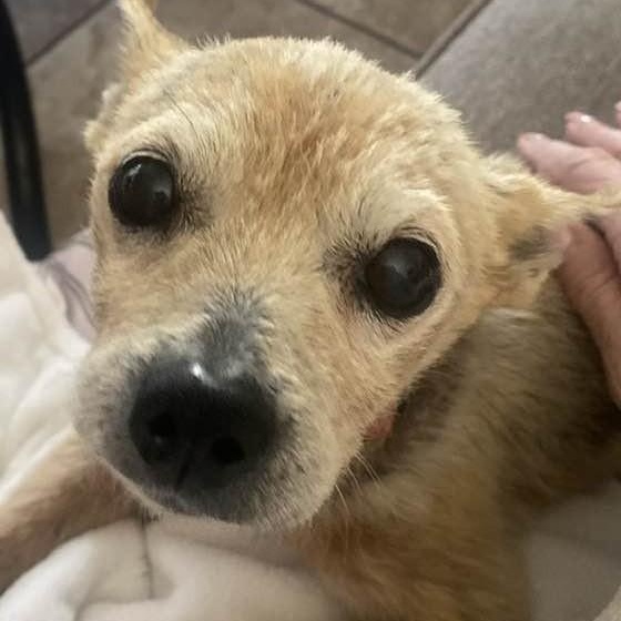 BENJAMIN , ADOPTABLE, Senior Male Chihuahua.