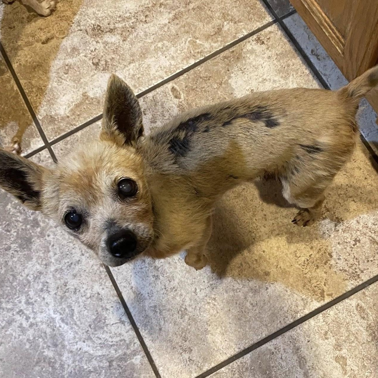 Enlarge BENJAMIN , an adoptable Chihuahua in Marana, AZ image 2/5