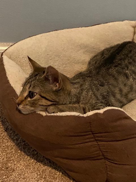 Gigi - Courtesy Post