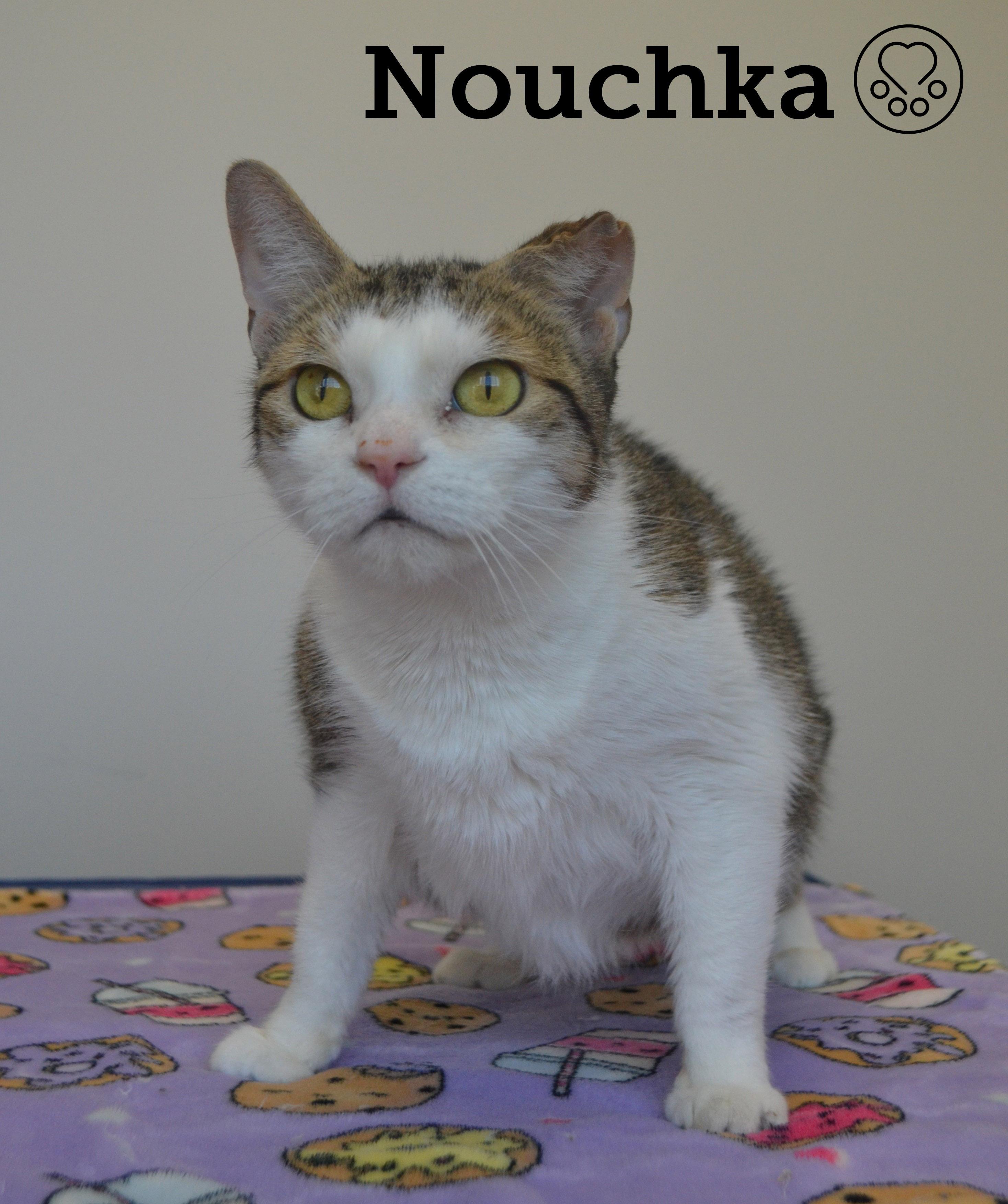 Nouchka, ADOPTABLE, Adult Female Domestic Short Hair.