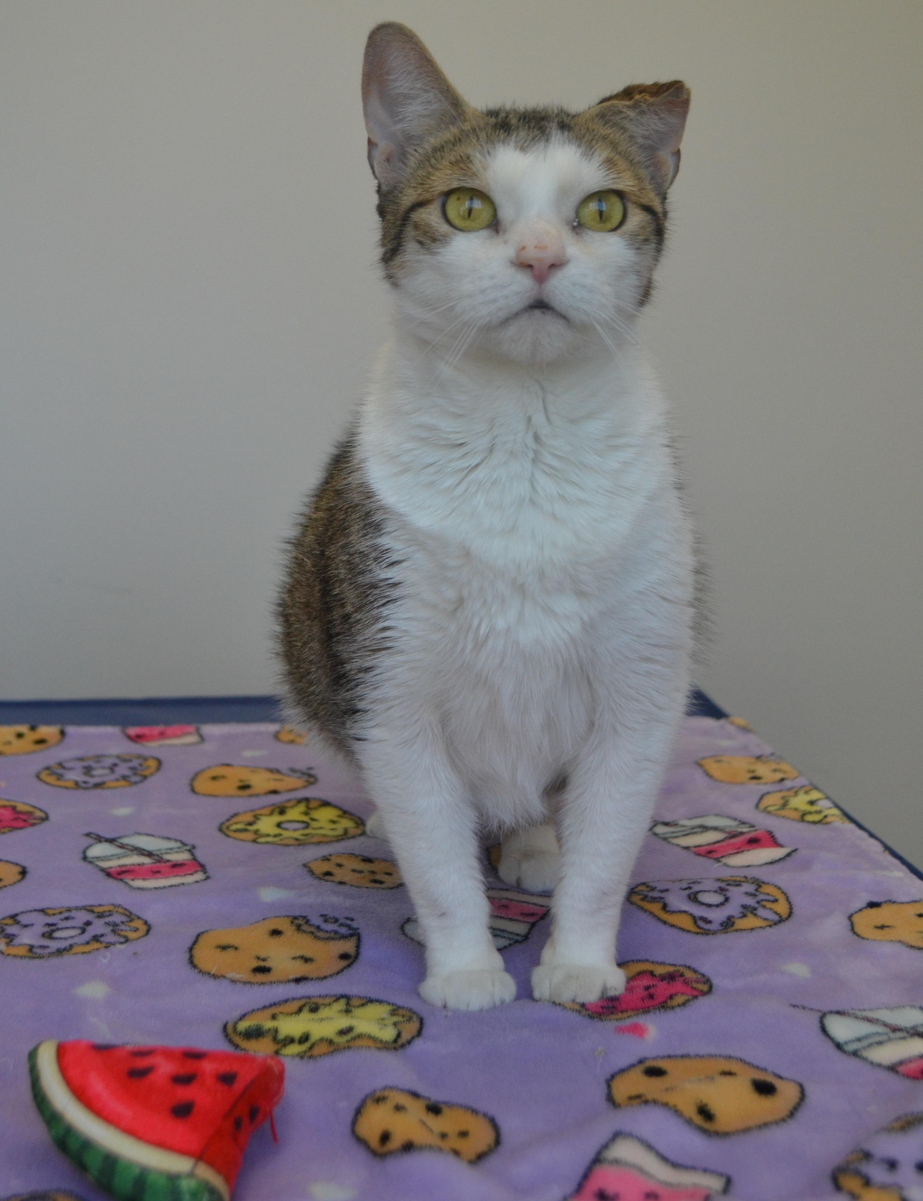 Nouchka, a ADOPTABLE Domestic Short Hair in Anjou, QC image 2/2