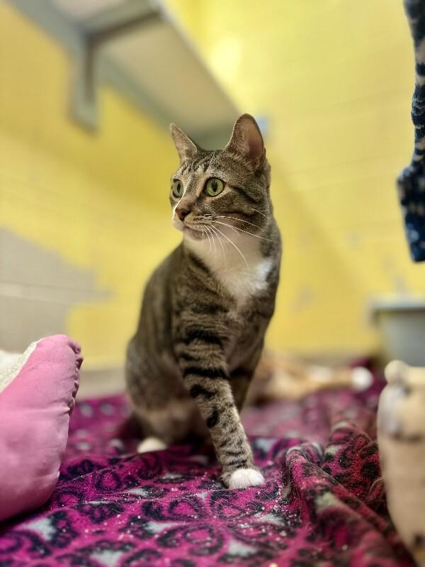 Enlarge Rascal, a Adoptable Domestic Short Hair in Wooster, OH image 1/1