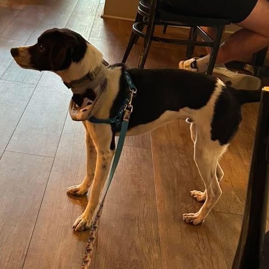 Enlarge Tangle, a Adoptable mixed breed in Owensboro, KY image 2/4